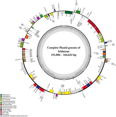 A phylogenomic study of Iridaceae Juss. based on complete plastid genome sequences